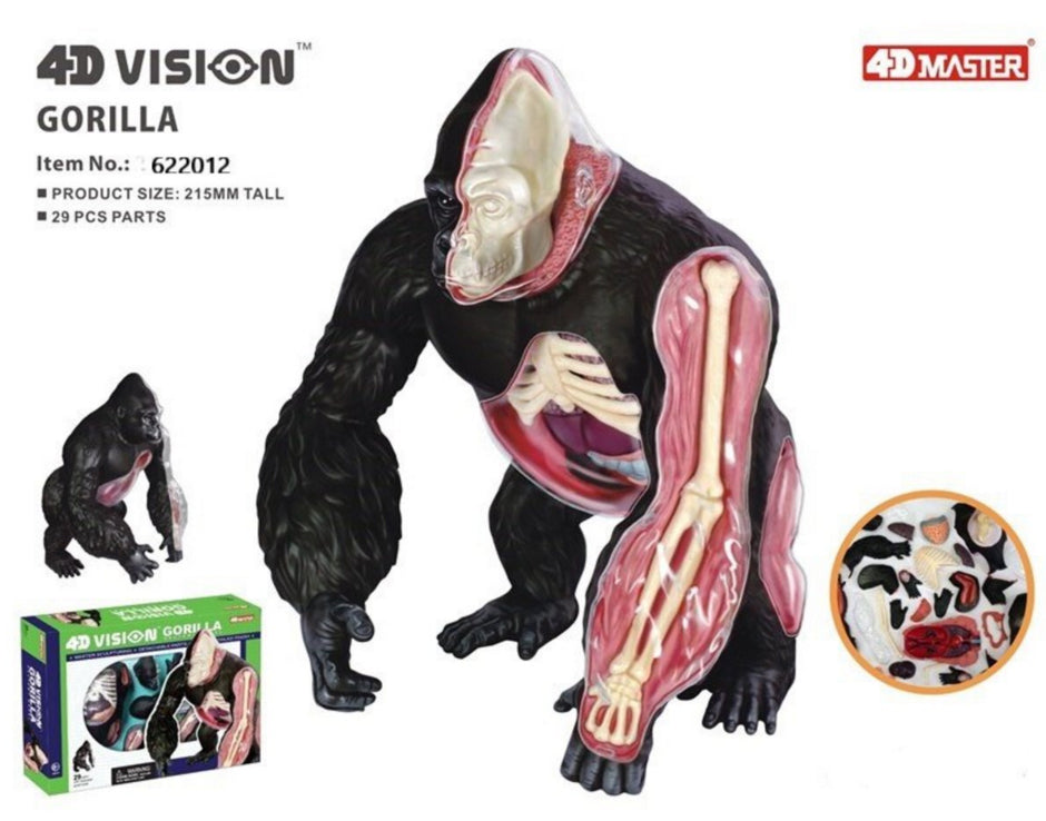 4D Master - Gorilla Anatomy Model