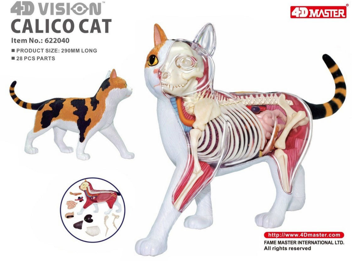 4D Master - Cat Anatomy Model (Calico Cat)