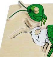 Wooden Puzzle w-handle - Locust Anatomy