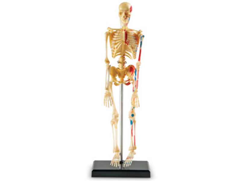 Human Skeleton Model
