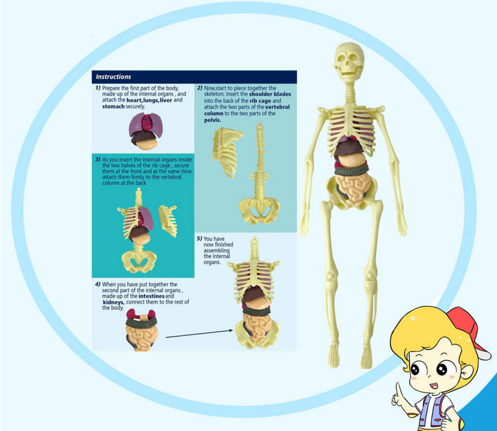 The Human Body Anatomy Model