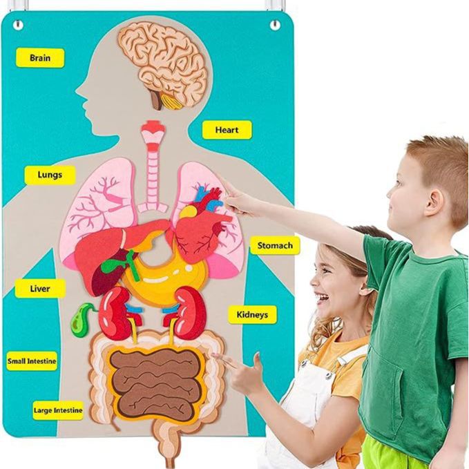 Human Body Structure Cognitive Chart