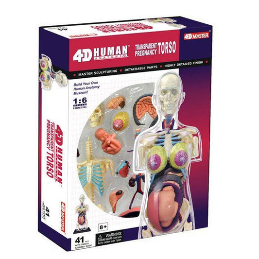 4D Puzzle - Transparent Pregnancy Torso