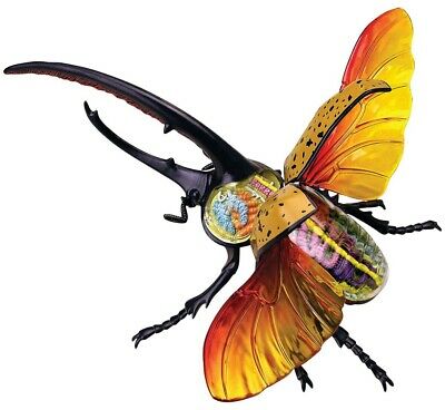 4D Master - Hercules Beetle Anatomy Model