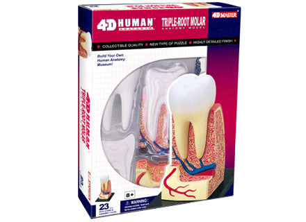 4D Puzzle - Triple-Root Molar Model