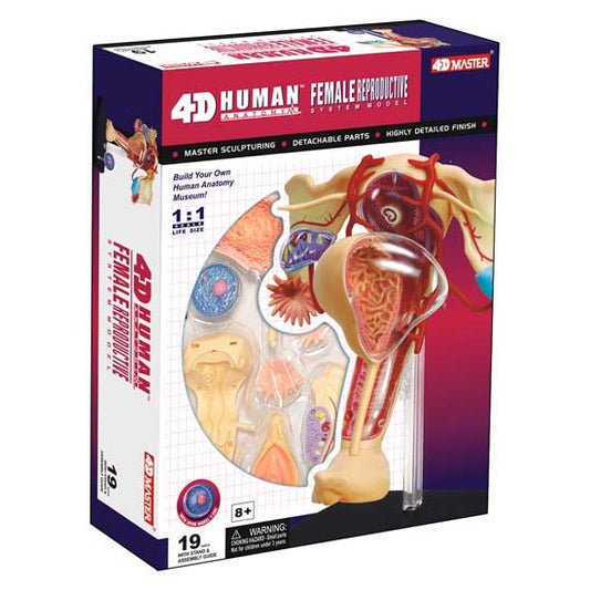 4D Puzzle - Female Reproductive System Model