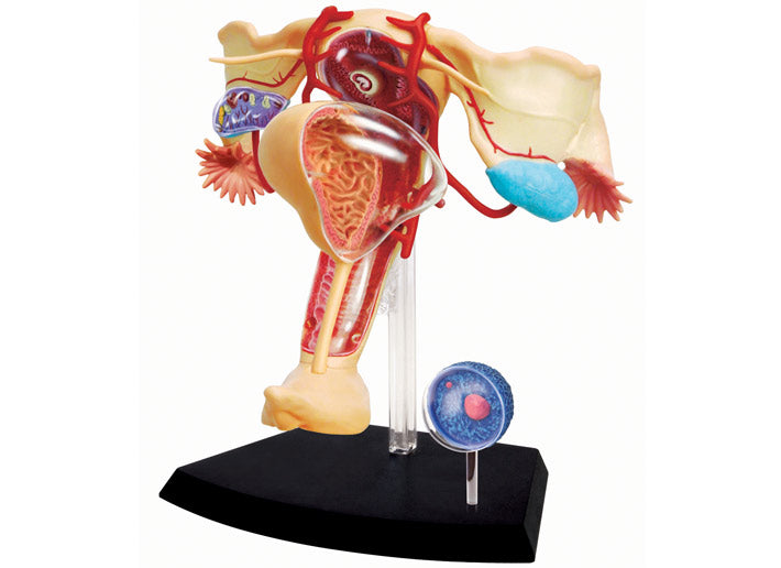 4D Puzzle - Female Reproductive System Model