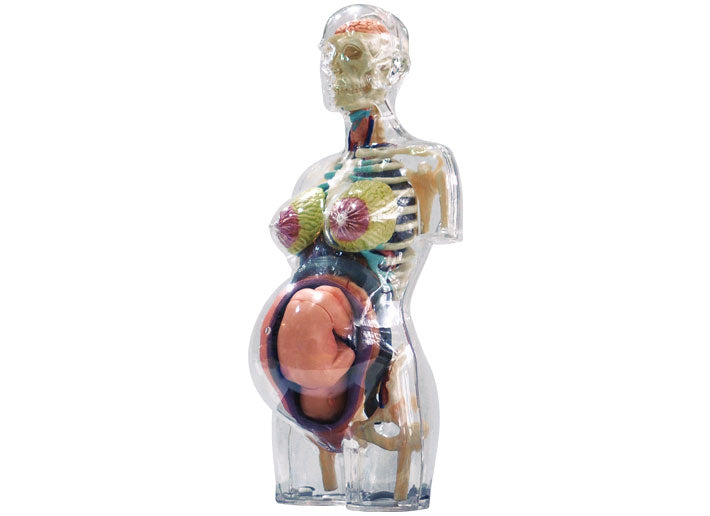 4D Puzzle - Transparent Pregnancy Torso