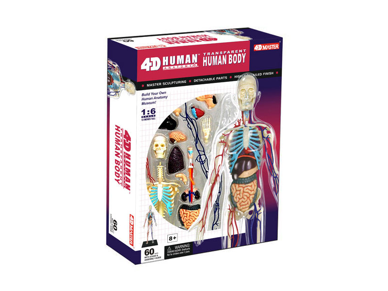 4D Puzzle - 13" Transparent Human Body