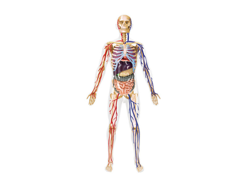 4D Puzzle - 13" Transparent Human Body
