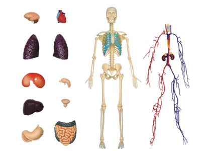 4D Puzzle - 13" Transparent Human Body