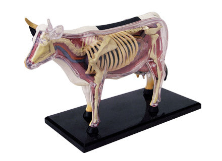 4D Puzzle - Cow Anatomy Model