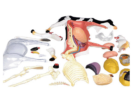 4D Puzzle - Cow Anatomy Model