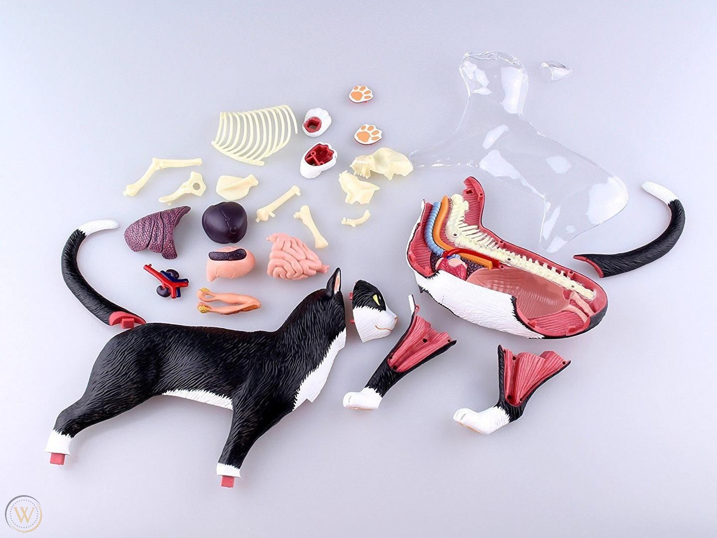 4D Master - Cat Anatomy Model (Black and White)
