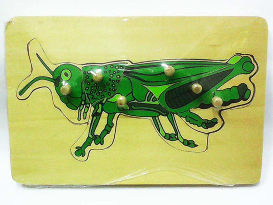 Wooden Puzzle w-handle - Locust Anatomy