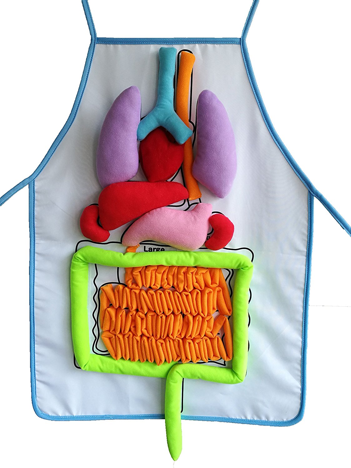 Human Body - Anatomy Apron