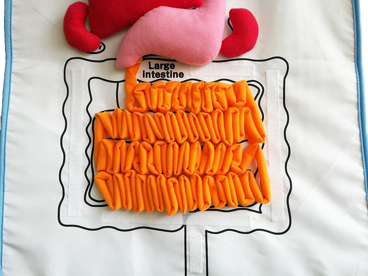 Human Body - Anatomy Apron