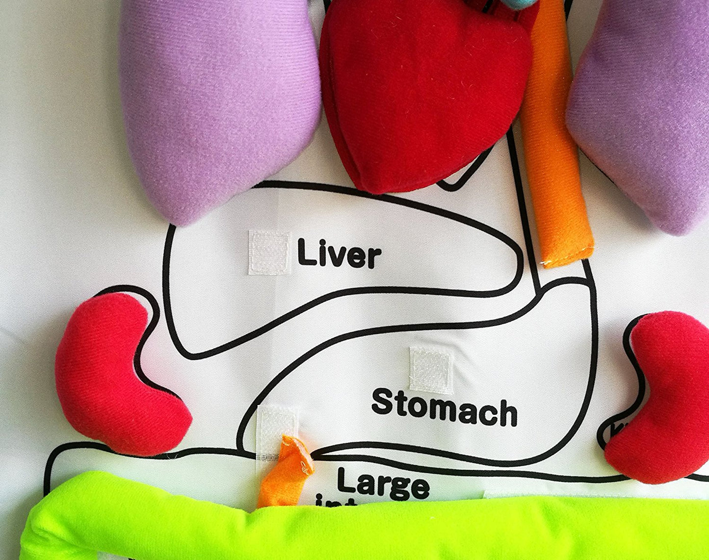 Human Body - Anatomy Apron