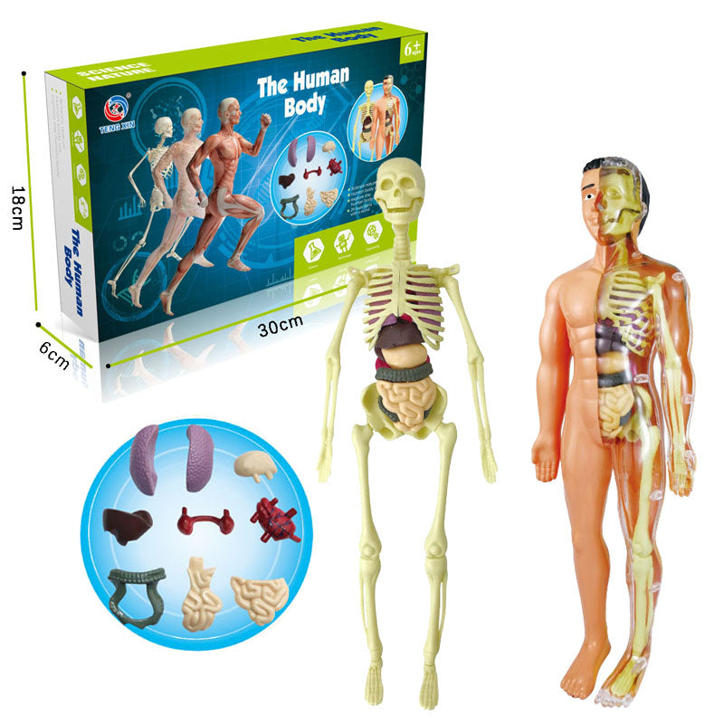 The Human Body Anatomy Model