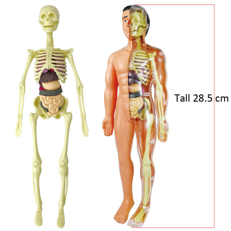 The Human Body Anatomy Model