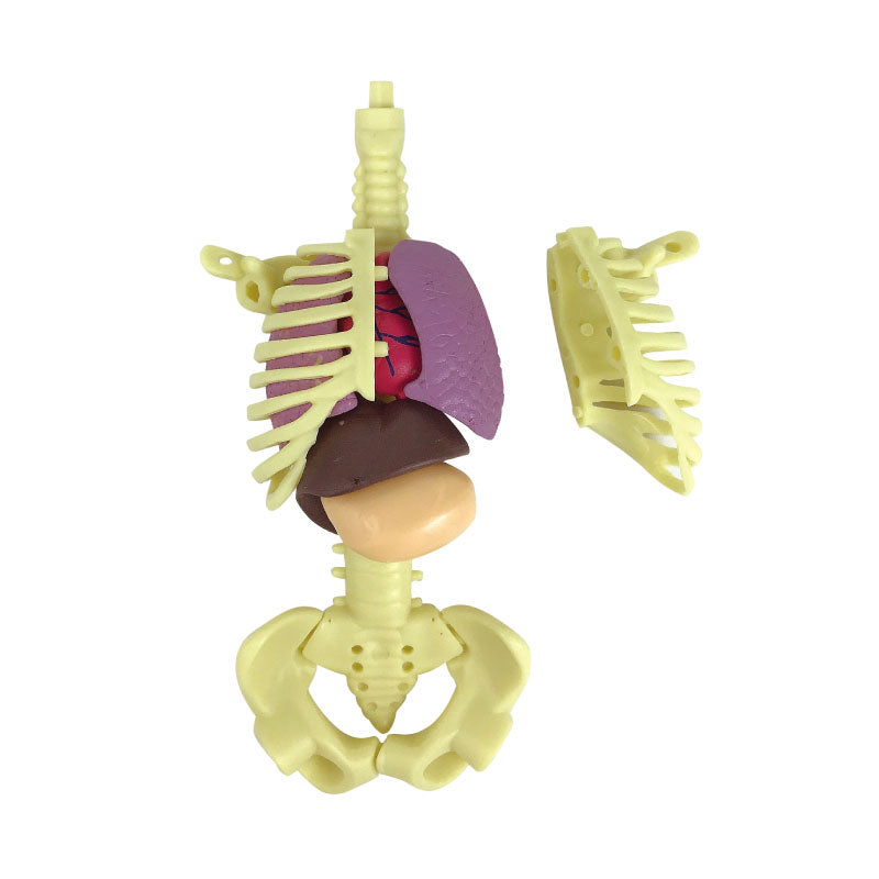 The Human Body Anatomy Model