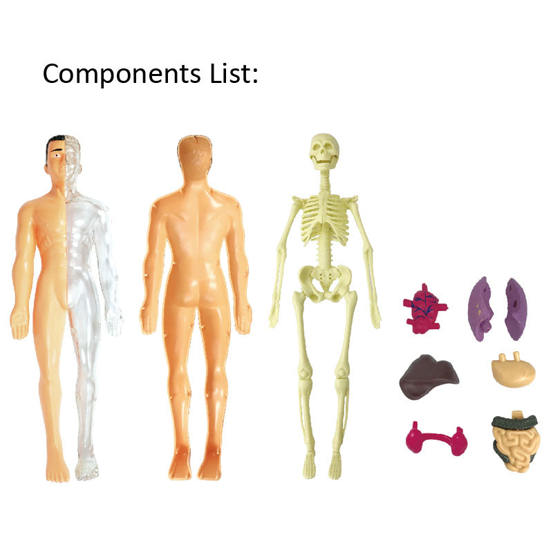 The Human Body Anatomy Model