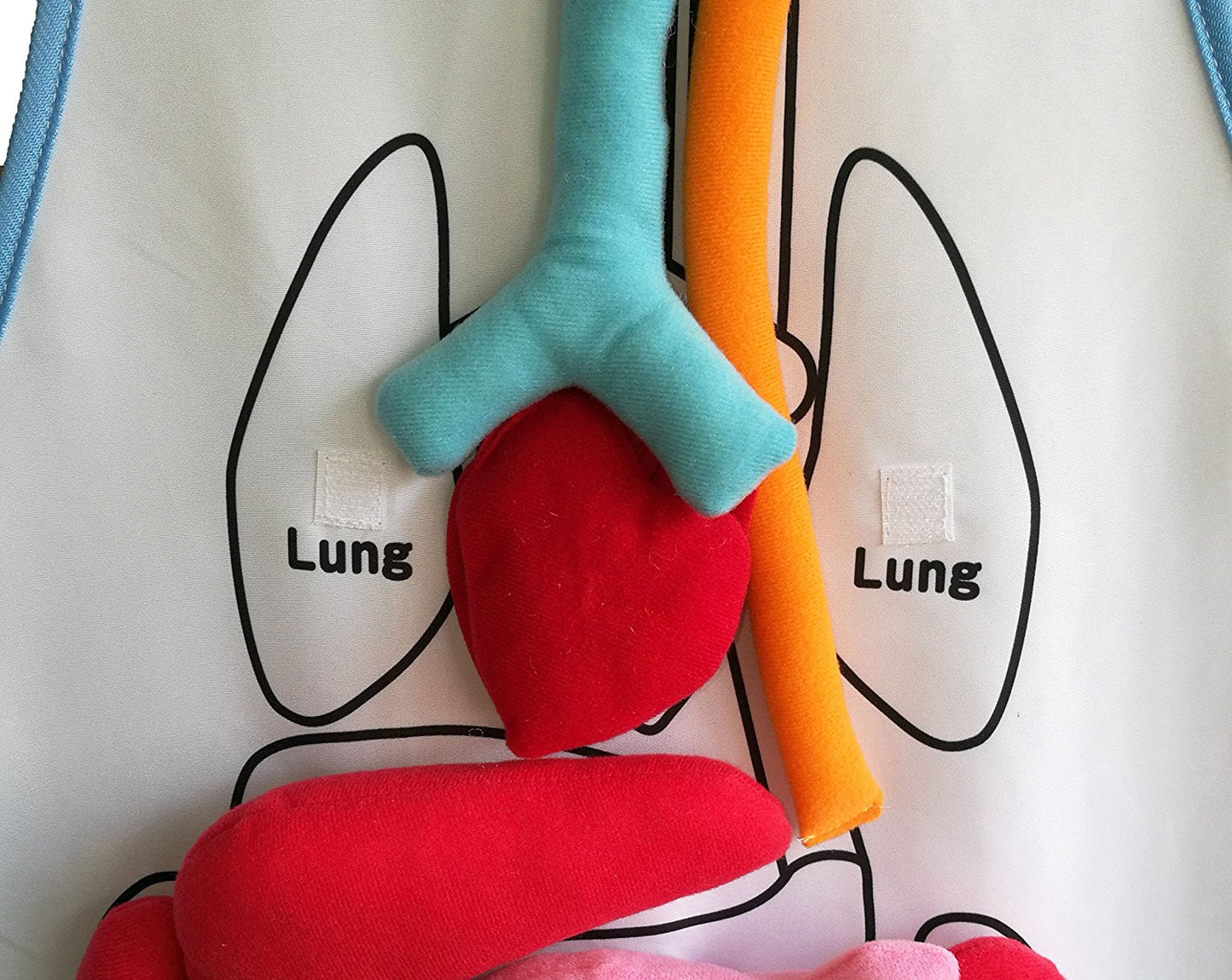 Human Body - Anatomy Apron
