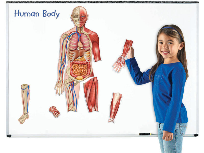 Double-Sided Magnetic Human Body