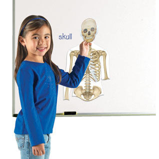 Double-Sided Magnetic Human Body
