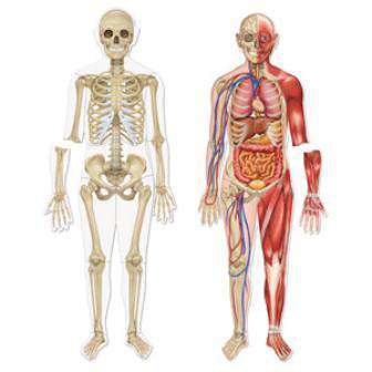 Double-Sided Magnetic Human Body