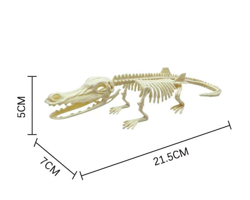 Dinosaur Fossil Model (Assembly required)