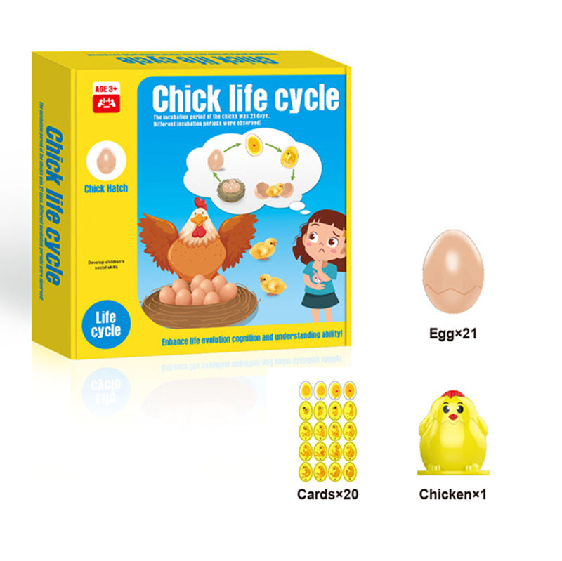 Chick life cycle