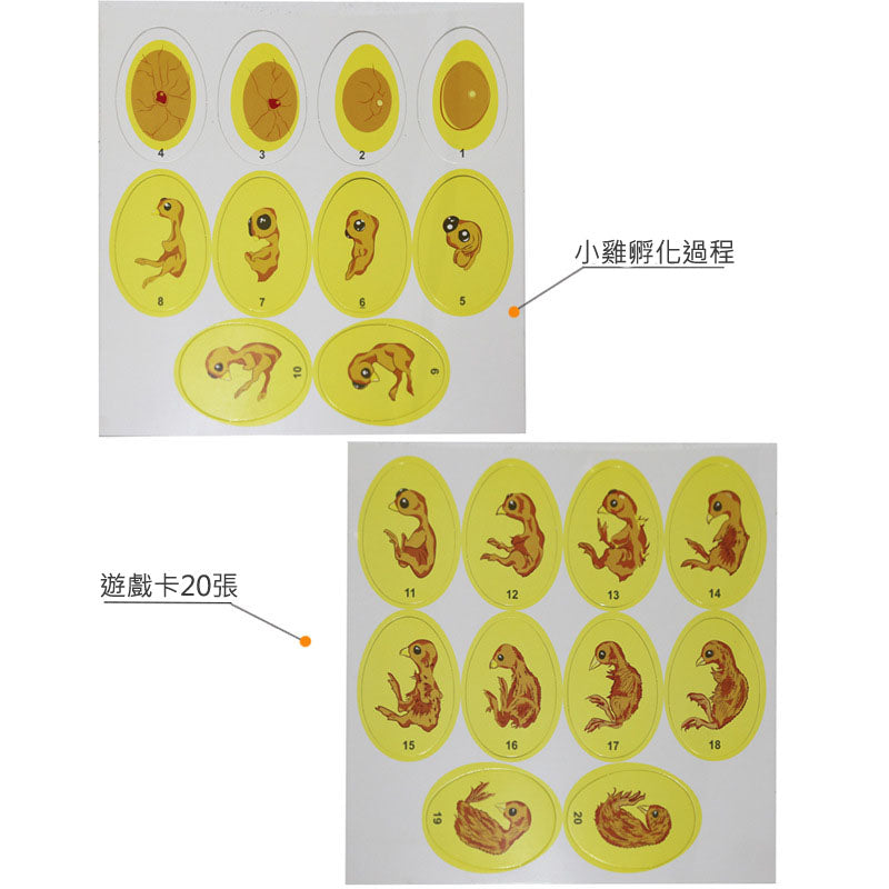 Chick life cycle