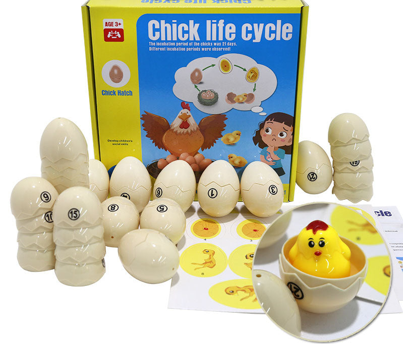 Chick life cycle