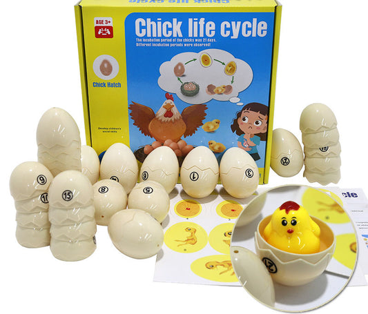 Chick life cycle
